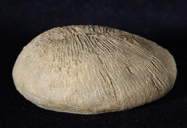 Cyclolites sp. (LAMARCK 1801) - Bild © FossNet FossilienStore